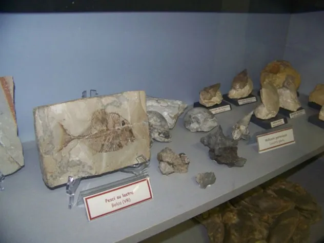 Civico museo di scienze naturali G. Orlandi