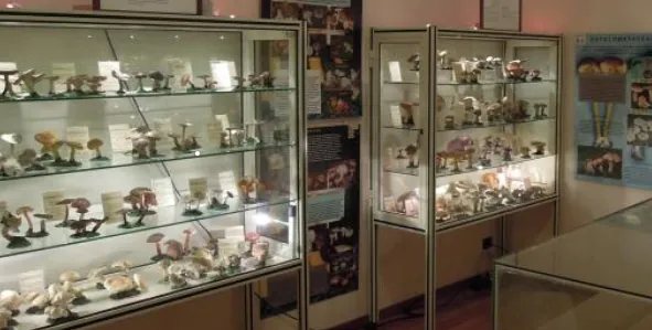 Civico museo didattico di scienze naturali "Mario Strani"