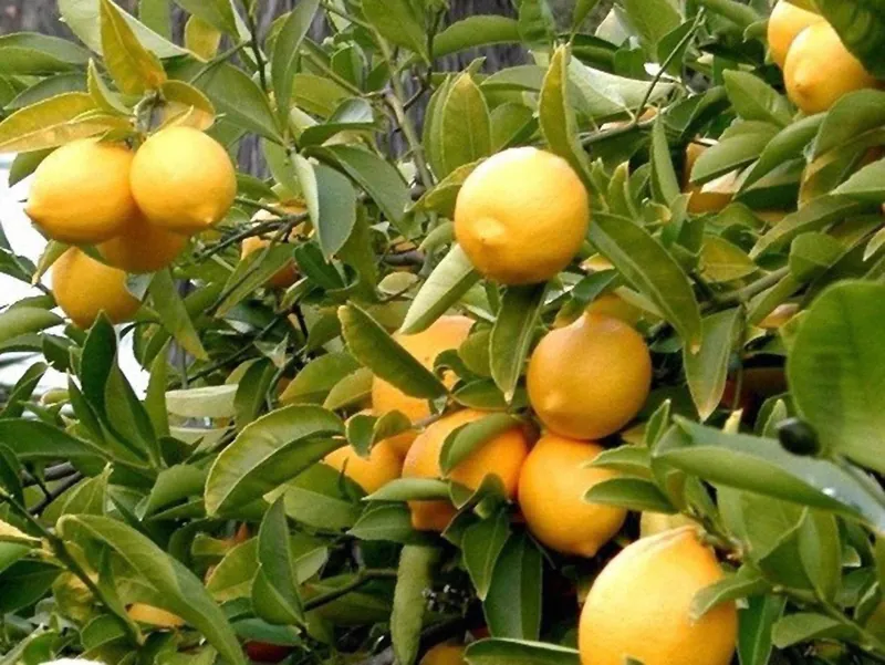 Limonaia Pra dela Fam