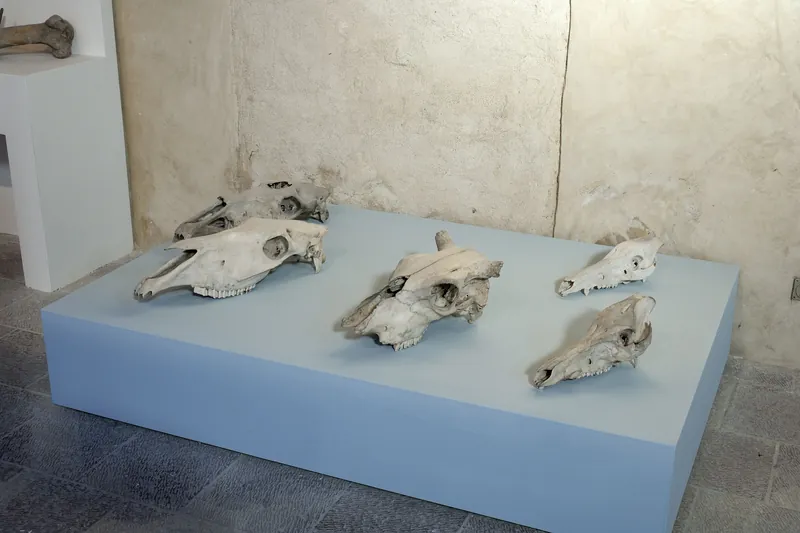 Mostra permanente di paleontologia
