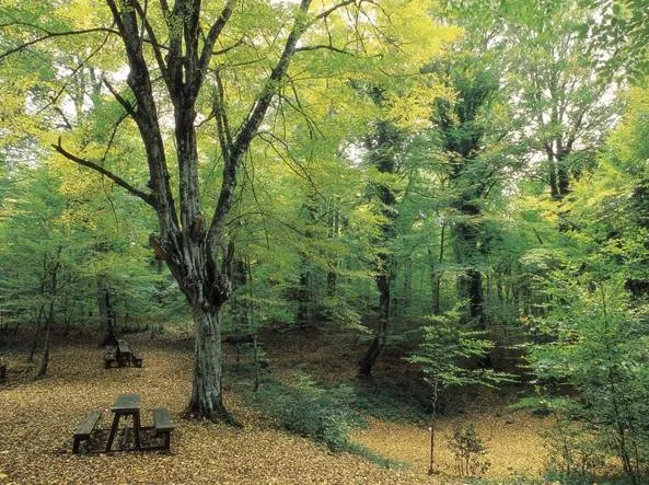 Museo naturalistico della Foresta Umbra