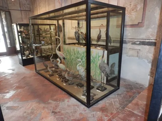 Museo ornitologico di San Gimigniano