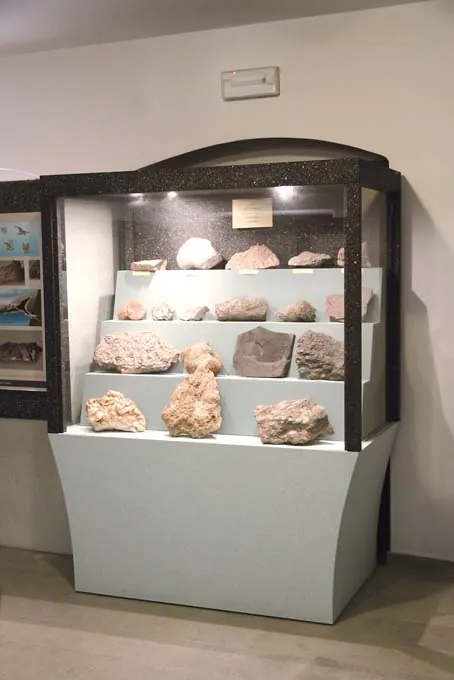 Preone 200 milioni di anni