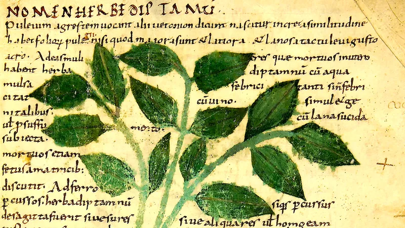Biblioteca Statale di Lucca -  L’Erbario dello Pseudo Apuleio e altri trattati