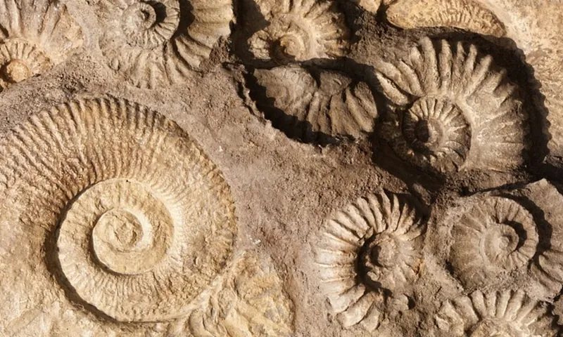 Centro studi naturalistici (Museo etnologico naturalistico del territorio)