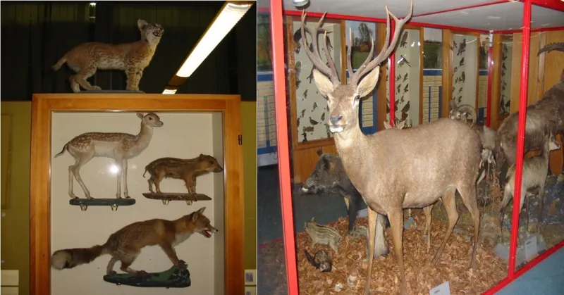 Civico museo di storia naturale