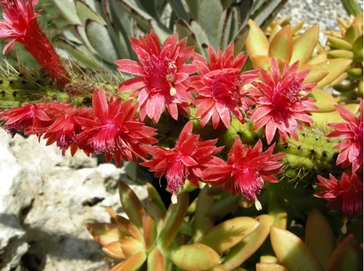 Dipartimento di botanica e orto botanico di Catania