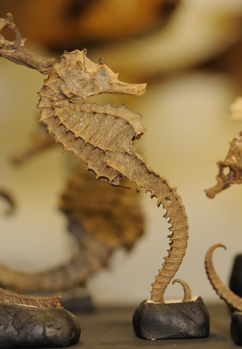 Galleria di storia naturale dell’Università degli Studi di Perugia