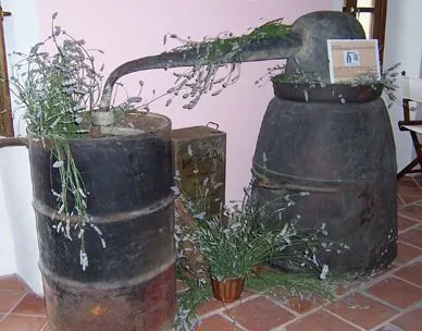 In herbis salus