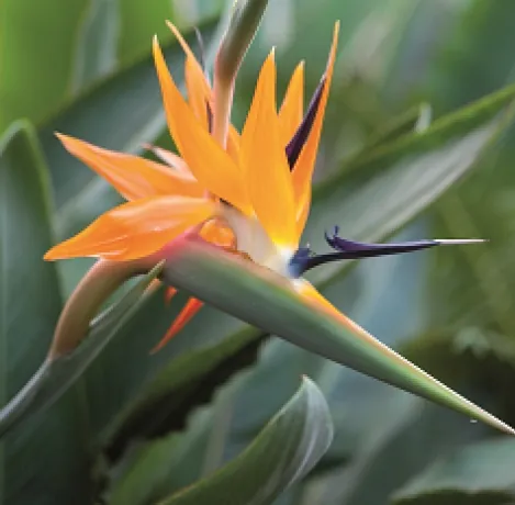 Museo agrario tropicale dell’istituto agronomico per Oltremare