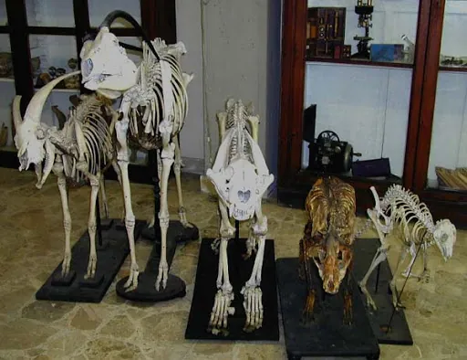 Museo anatomico della Facoltà di veterinaria