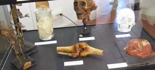 Museo anatomico "G. Tumiati"