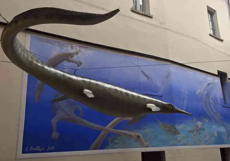 Museo civico dei fossili di Besano