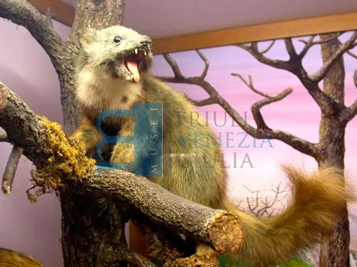 Museo civico di storia naturale "Silvia Zenari"
