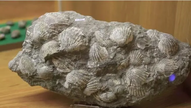 Museo comunale dei fossili e dei minerali