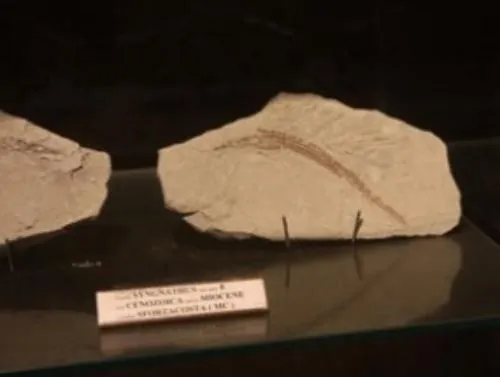 Museo dei fossili di Sant'Elpidio a Mare