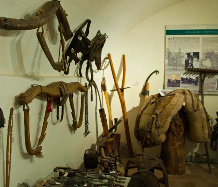 Museo del bosco e della montagna - Collezione ornitologica "C. Beni"