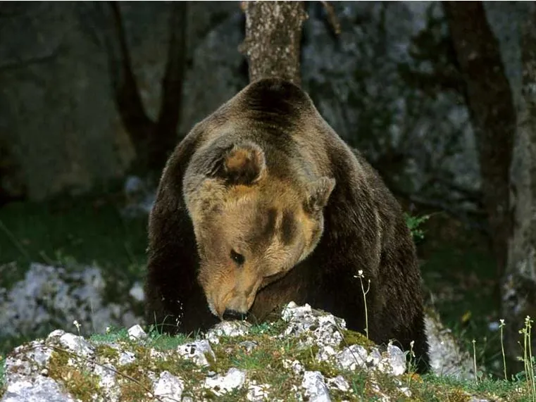 Museo dell'orso marsicano "MOM"