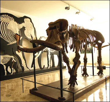 Museo di paleontologia e geologia "Gaetano Giorgio Gemmellaro"