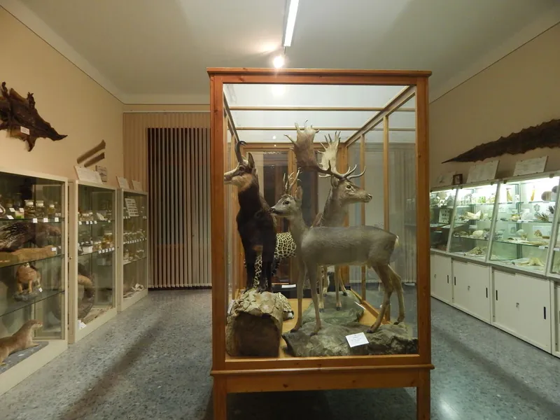 Museo di Scienze Naturali "A. De Nardi"