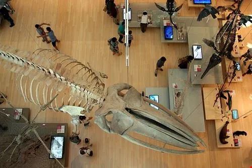 Museo di scienze naturali di Rosignano Marittimo