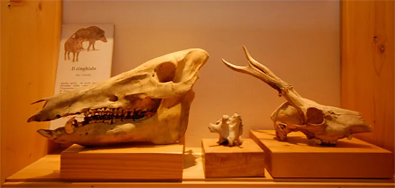 Museo di storia naturale della Lunigiana