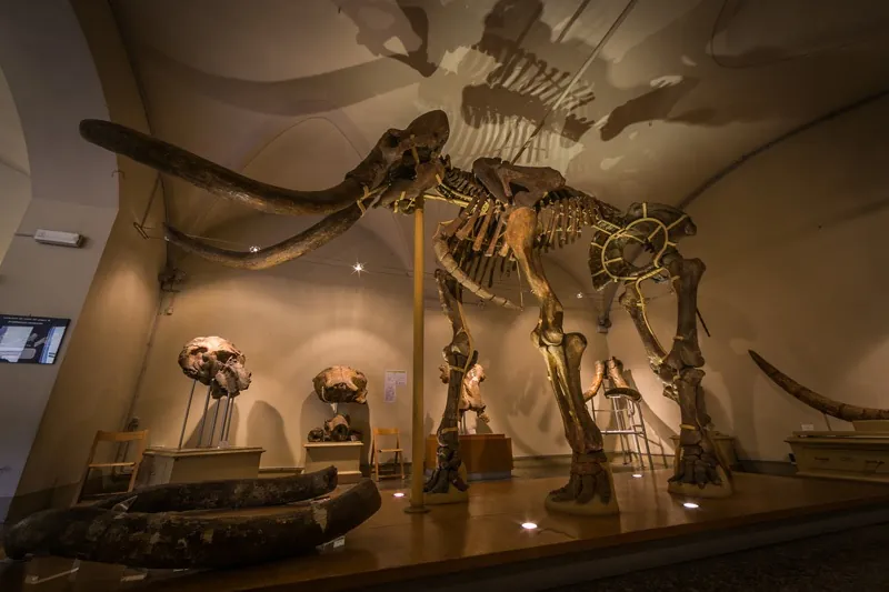 Museo di storia naturale dell’Università di Firenze - Sezione geologia e paleontologia