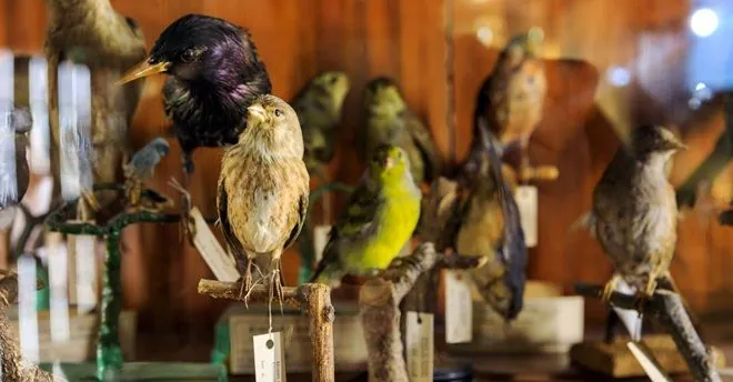Museo di zoologia "Pietro D'Oberlein"