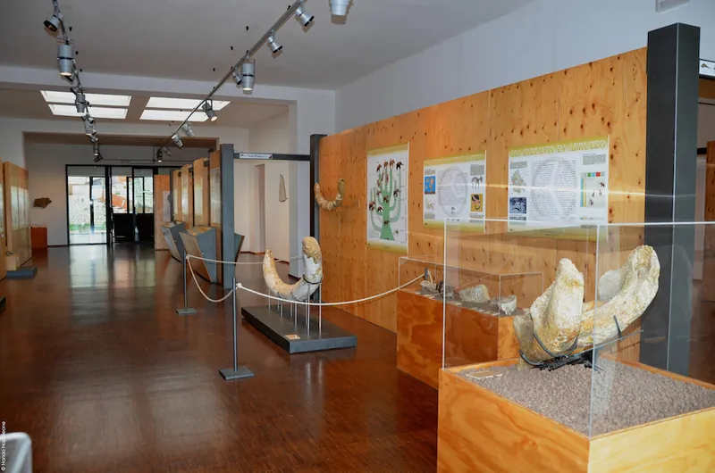 Museo geopaleontologico Alto Aventino