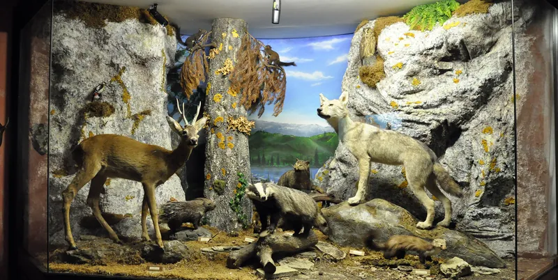 Museo ornitologico - naturalistico "S. Bambini"