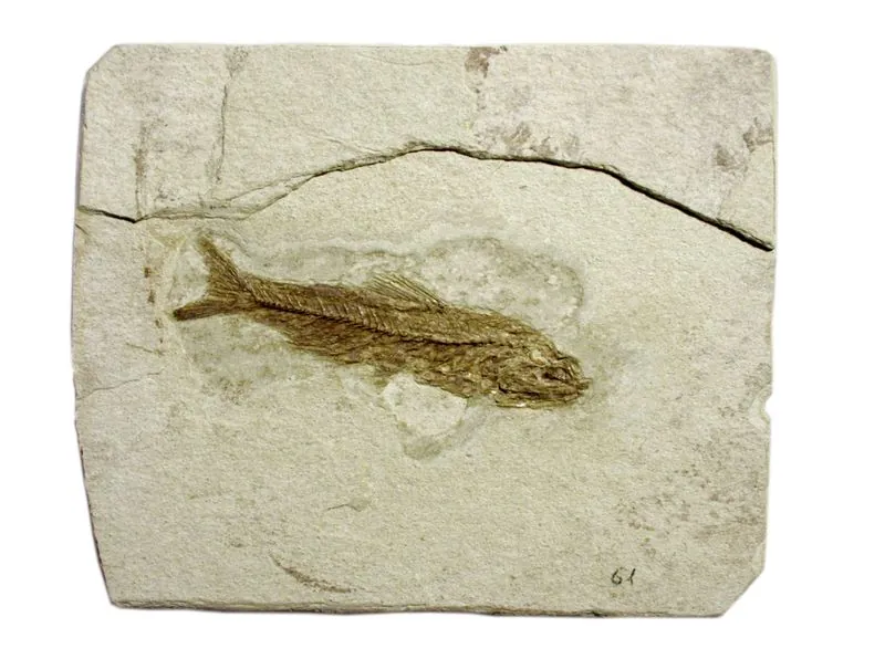 Museo paleontologico comunale