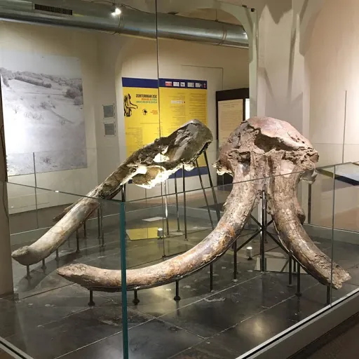 Museo paleontologico di Montevarchi