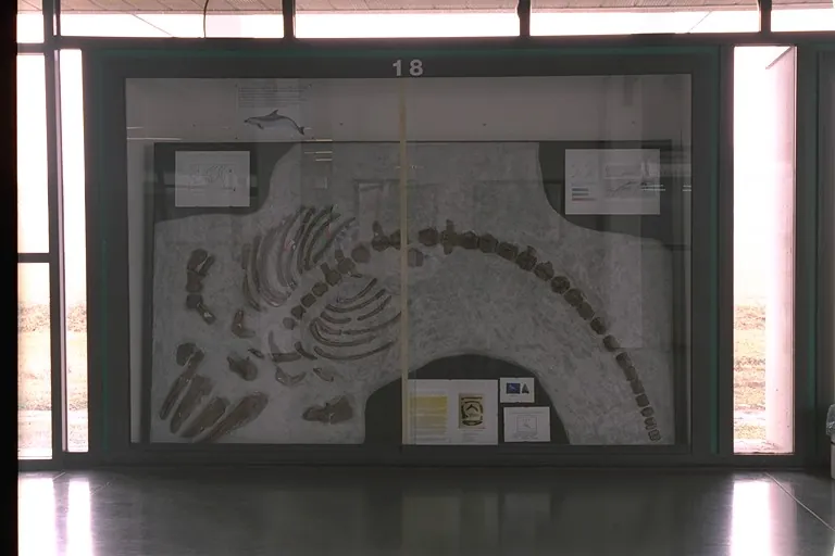 Museo paleontologico parmense