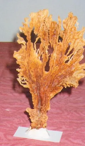 Museo zoologico degli invertebrati "Lauretana Carbone"