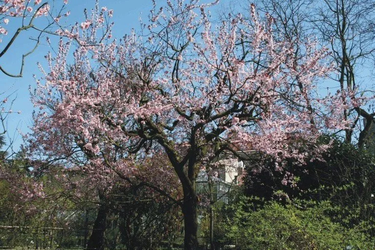 Orto botanico di Ferrara