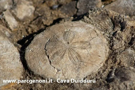 Paleo Archeo Centro di Genoni