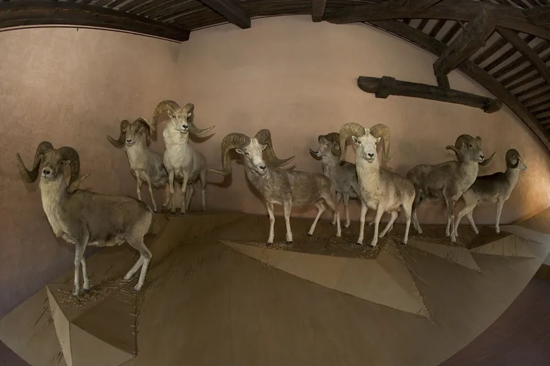 Sezione zoologica Mondo animale